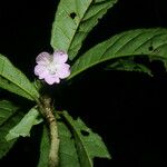 Pavonia castaneifolia Flor