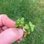 Cruciata pedemontana Yaprak