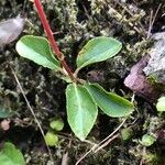 Pyrola chlorantha Hoja