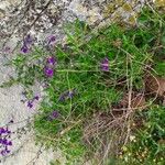Salvia coahuilensis Hábito