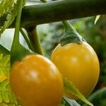 Solanum aviculare Gyümölcs