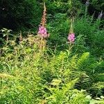 Epilobium angustifolium Хабит