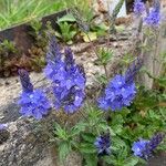 Veronica teucrium Flower