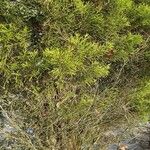 Juniperus sabina Blad