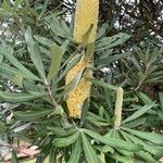 Banksia integrifoliaFlower