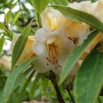 Rhododendron irroratum 花