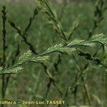 Lolium remotum Flower