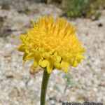 Chaenactis glabriuscula Fleur