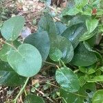 Anredera cordifolia Лист
