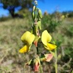 Crotalaria retusaЦветок