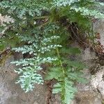 Scrophularia lucida Leaf