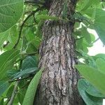 Antidesma venosum Bark