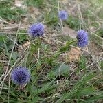 Globularia vulgaris Habitus