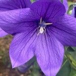 Platycodon grandiflorus Цветок