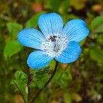 Nemophila menziesii Květ