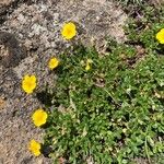 Helianthemum nummularium Blomma