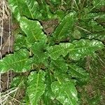 Beta vulgaris 整株植物