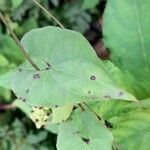 Dioscorea megalantha Hoja