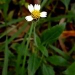 Tridax procumbens Цветок