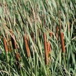 Typha orientalis 果