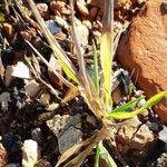 Brachypodium distachyon Leaf