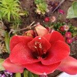 Hippeastrum puniceum Floare