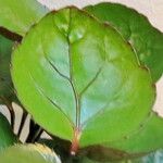 Polyscias scutellaria Leaf