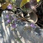 Campanula sibiricaFlower