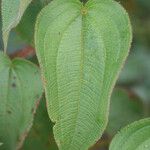 Rhynchanthera grandiflora Leaf