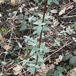 Buddleja albiflora Ліст