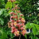 Aesculus × carnea Habitus