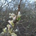 Salix × reichardtii Bark