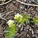 Galium anisophyllon Συνήθη χαρακτηριστικά