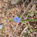 Commelina ensifolia 花