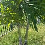 Adonidia merrillii पत्ता