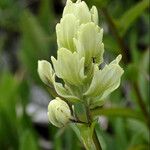 Castilleja sulphurea Flor