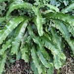 Asplenium scolopendrium Liść