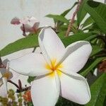 Plumeria rubra Λουλούδι