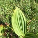 Veratrum californicum পাতা