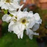 Exochorda × macrantha Flower