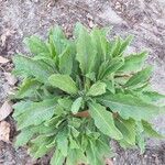 Erigeron floribundus Blad