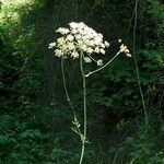 Laserpitium latifolium Hàbitat