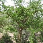 Commiphora glandulosa आदत