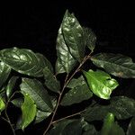 Licania guianensis Frunză