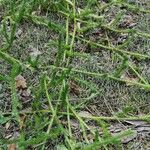 Lycopodium clavatum Leaf