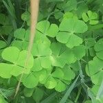 Marsilea quadrifolia Blatt