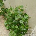 Peperomia pellucida 葉