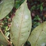 Xylopia aethiopica Leht