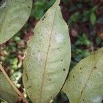 Xylopia aethiopica Φύλλο