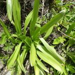 Scilla lilio-hyacinthus Liść